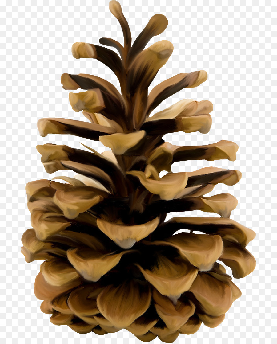 Stone pine Conifer cone Conifers Clip art - others png download - 765*1117 - Free Transparent Stone Pine png Download.