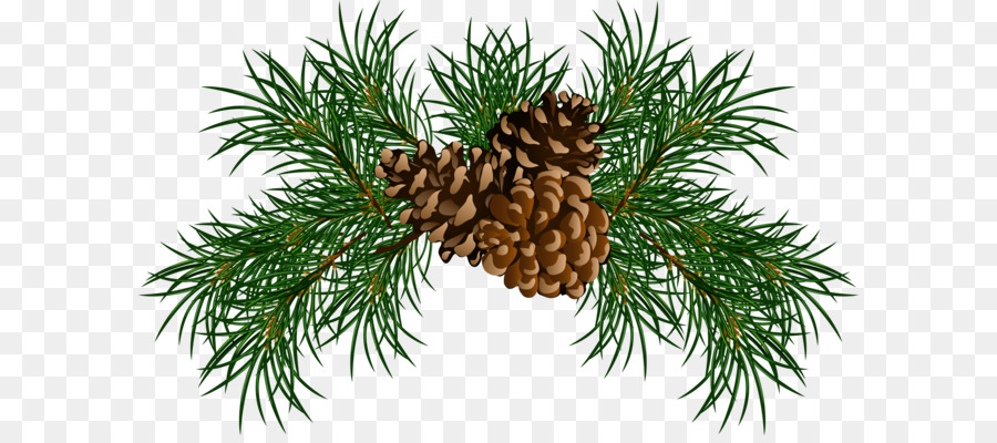 Conifer cone Eastern white pine Stone pine Clip art - Pine cone PNG png download - 3504*2117 - Free Transparent Scots Pine png Download.