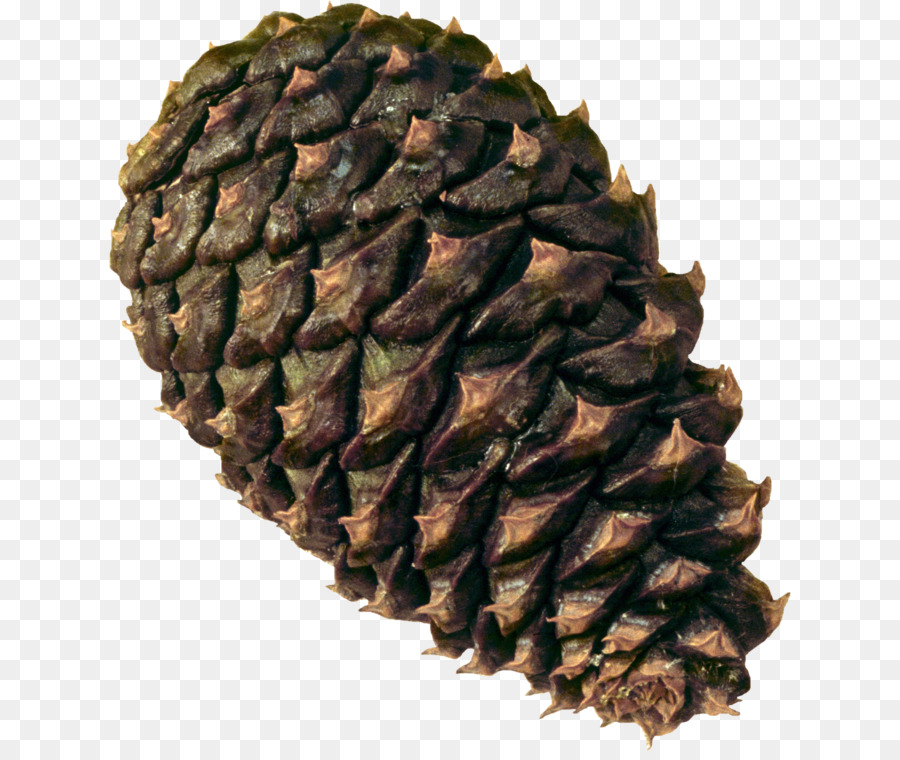Spruce Conifer cone Pine - Pine cone material png download - 2675*2232 - Free Transparent Conifer Cone png Download.