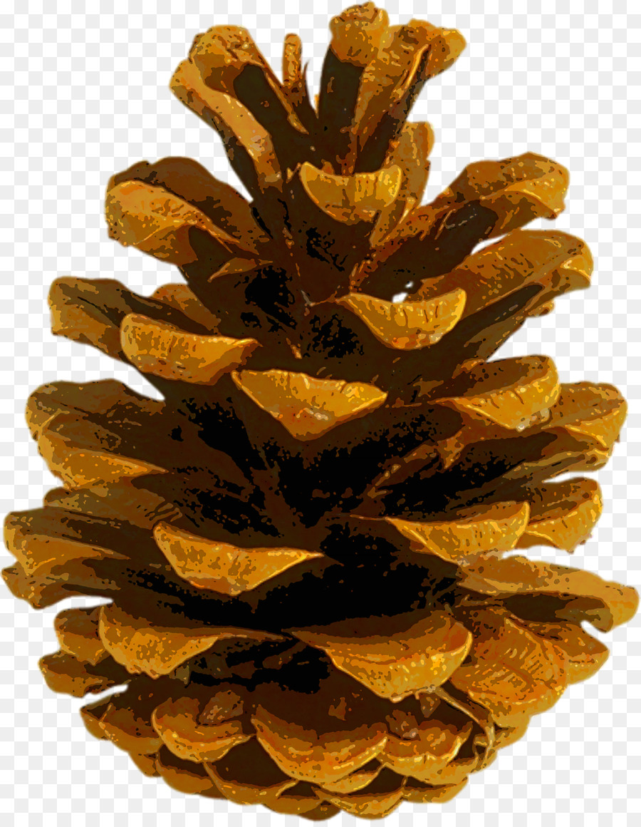 Coulter pine Conifer cone Autumn leaf color Fir - pine cone png download - 998*1280 - Free Transparent Coulter Pine png Download.