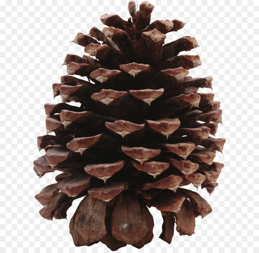 Conifer cone Conifers Strobilus - Pine cone material png download - 2115*2053 - Free Transparent Coulter Pine png Download.