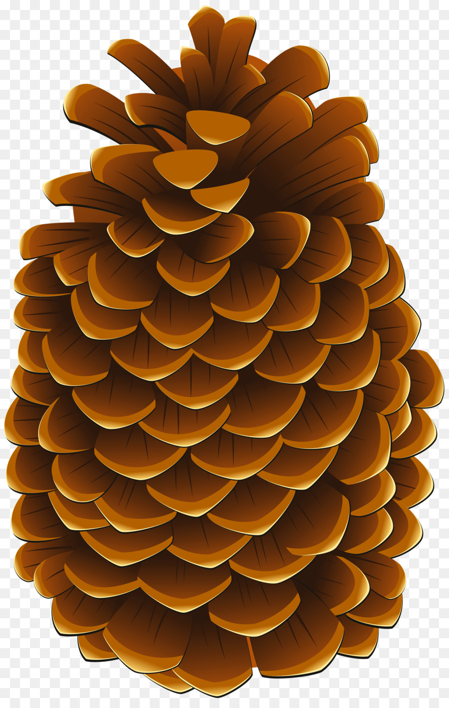 Clip art Conifer cone Portable Network Graphics Image Illustration - pinecones png download - 5120*8000 - Free Transparent Conifer Cone png Download.
