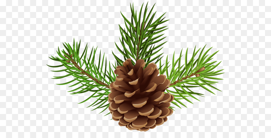 Conifer cone Clip art Portable Network Graphics Image Royalty-free - pinecone border png download - 600*442 - Free Transparent Conifer Cone png Download.