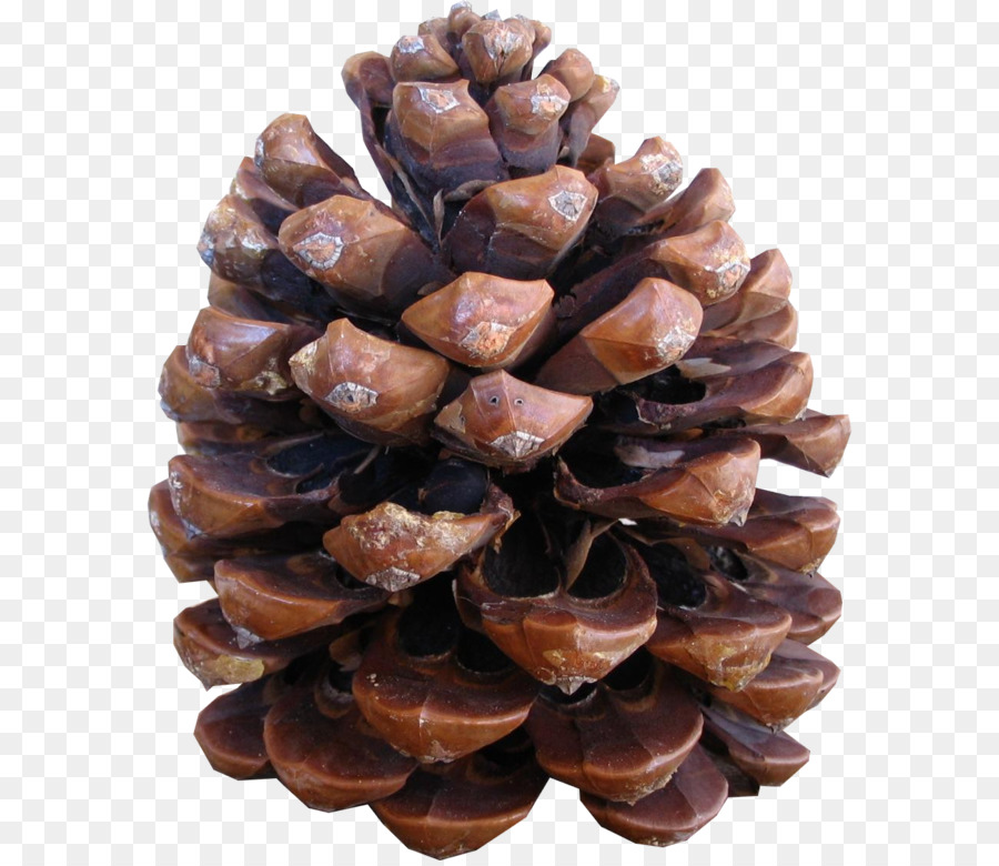 Conifer cone Stone pine Pinus halepensis Pine nut Conifers - Pine cone material png download - 1302*1121 - Free Transparent Conifer Cone png Download.