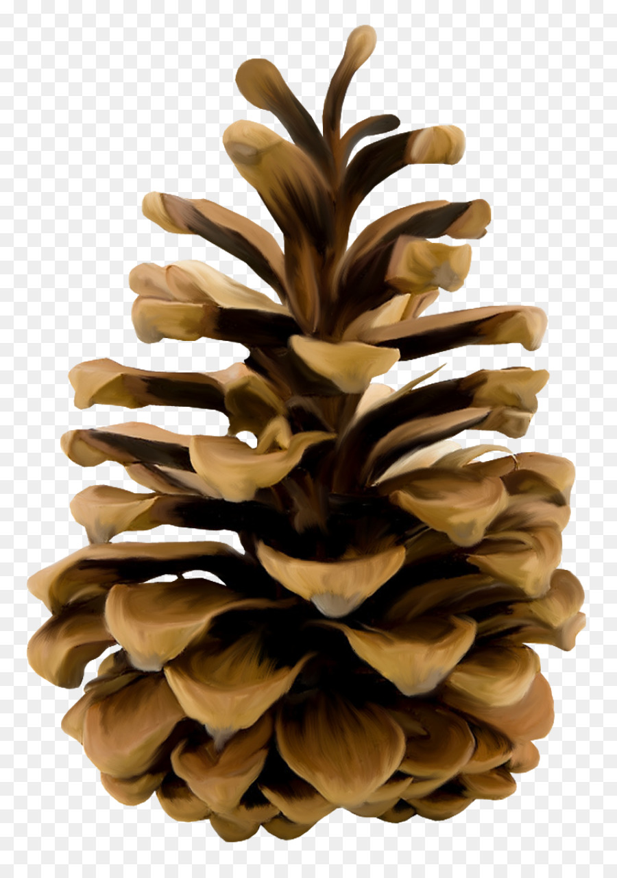 Conifer cone Pine Shape Flower - pine cone png download - 853*1280 - Free Transparent Conifer Cone png Download.