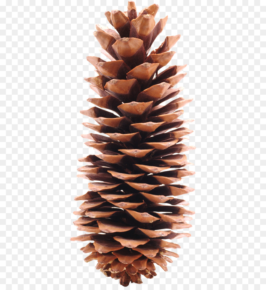Conifer cone Pine Icon - Pine cone material png download - 2791*3004 - Free Transparent Pine png Download.