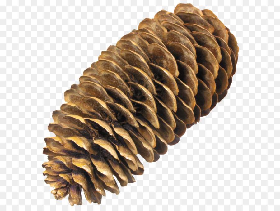 Conifer cone Sugar pine Spruce Clip art - Pine cone PNG png download - 670*691 - Free Transparent Conifer Cone png Download.