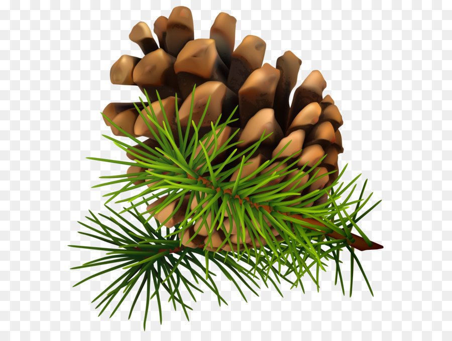 Conifer cone Pine Clip art - Pine Cone PNG Clip-Art Image png download - 4855*5000 - Free Transparent Christmas  png Download.