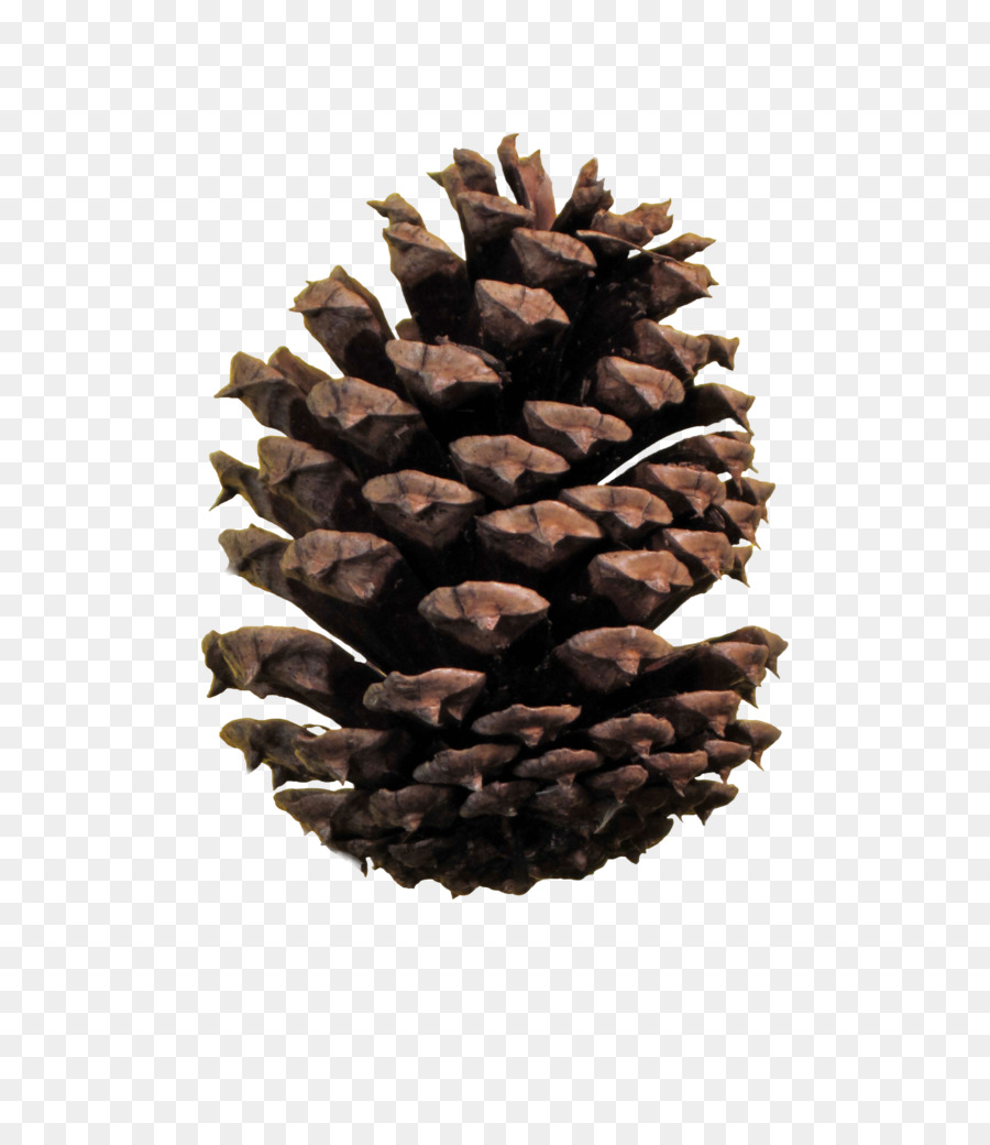 Stone pine Conifer cone Clip art - others png download - 774*1032 - Free Transparent Stone Pine png Download.