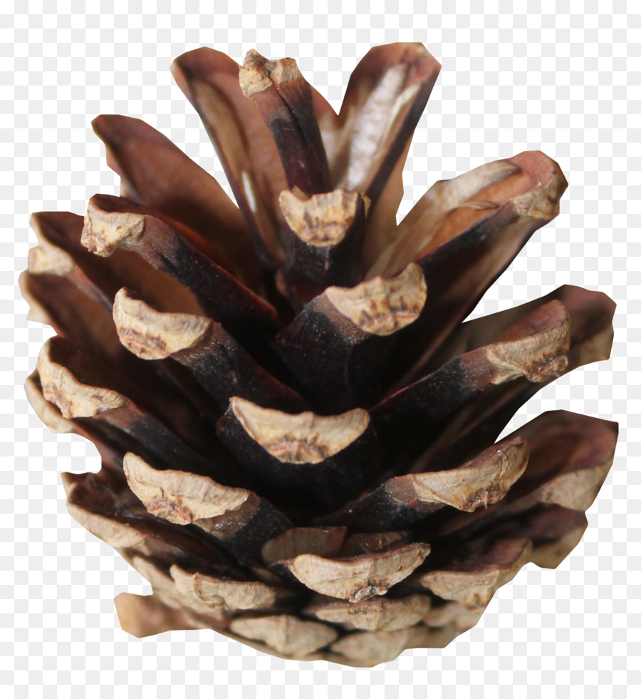 Tree - Brown pine cones png download - 1913*2080 - Free Transparent Conifer Cone png Download.