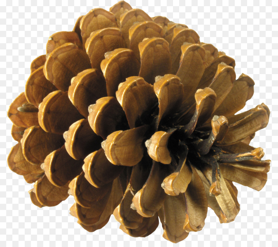Pine Spruce Conifer cone Fir - Pine cone material png download - 2718*2383 - Free Transparent Coulter Pine png Download.