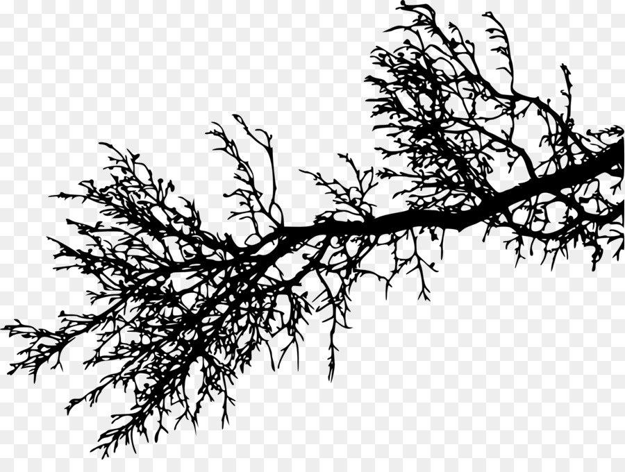 Branch Tree Silhouette Twig - branches png download - 2000*1472 - Free Transparent Branch png Download.