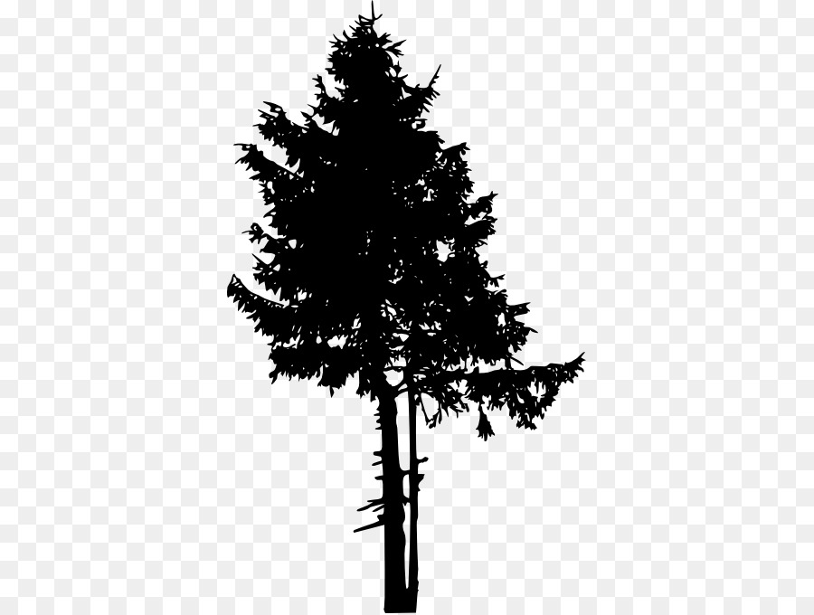 Spruce Pine Fir Tree - Pine Tree watercolor png download - 397*678 - Free Transparent Spruce png Download.