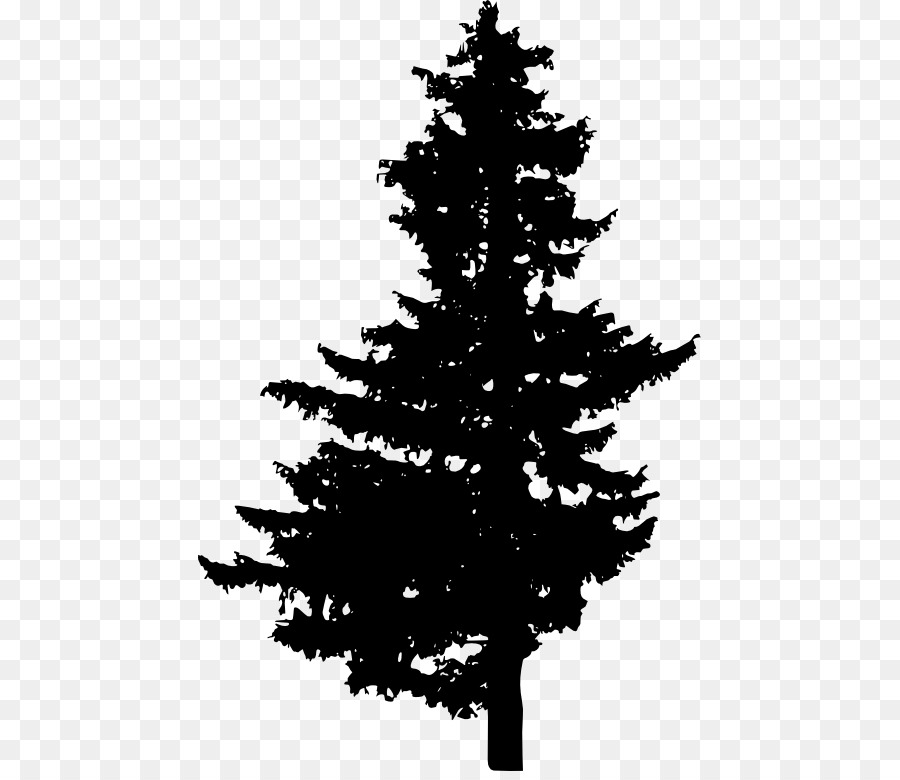 Pine Spruce Fir Christmas tree - pine tree png download - 503*771 - Free Transparent Pine png Download.