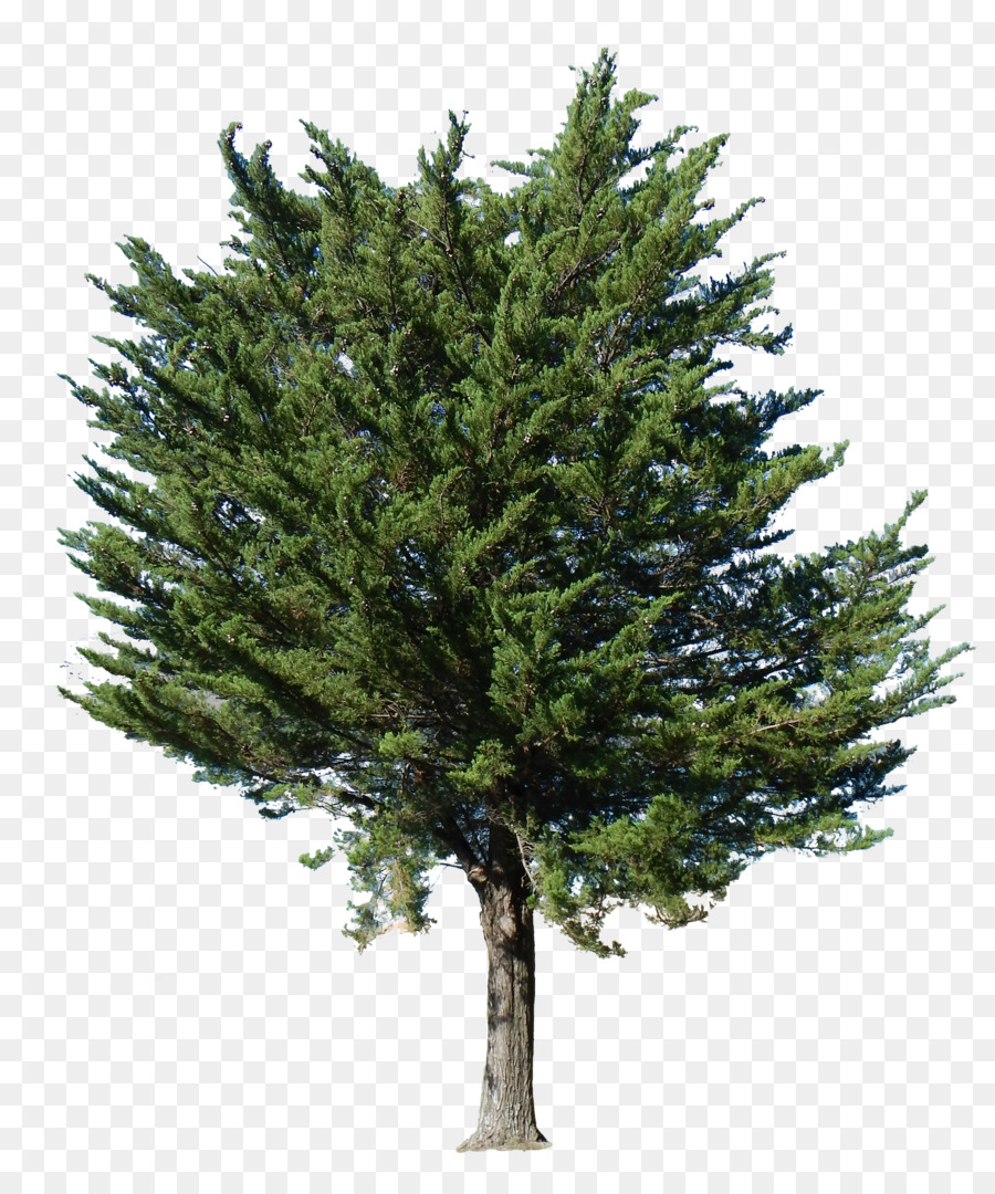 Fir Tree Transparency English Yew Pine - tree png download - 1691*2000 - Free Transparent Fir png Download.