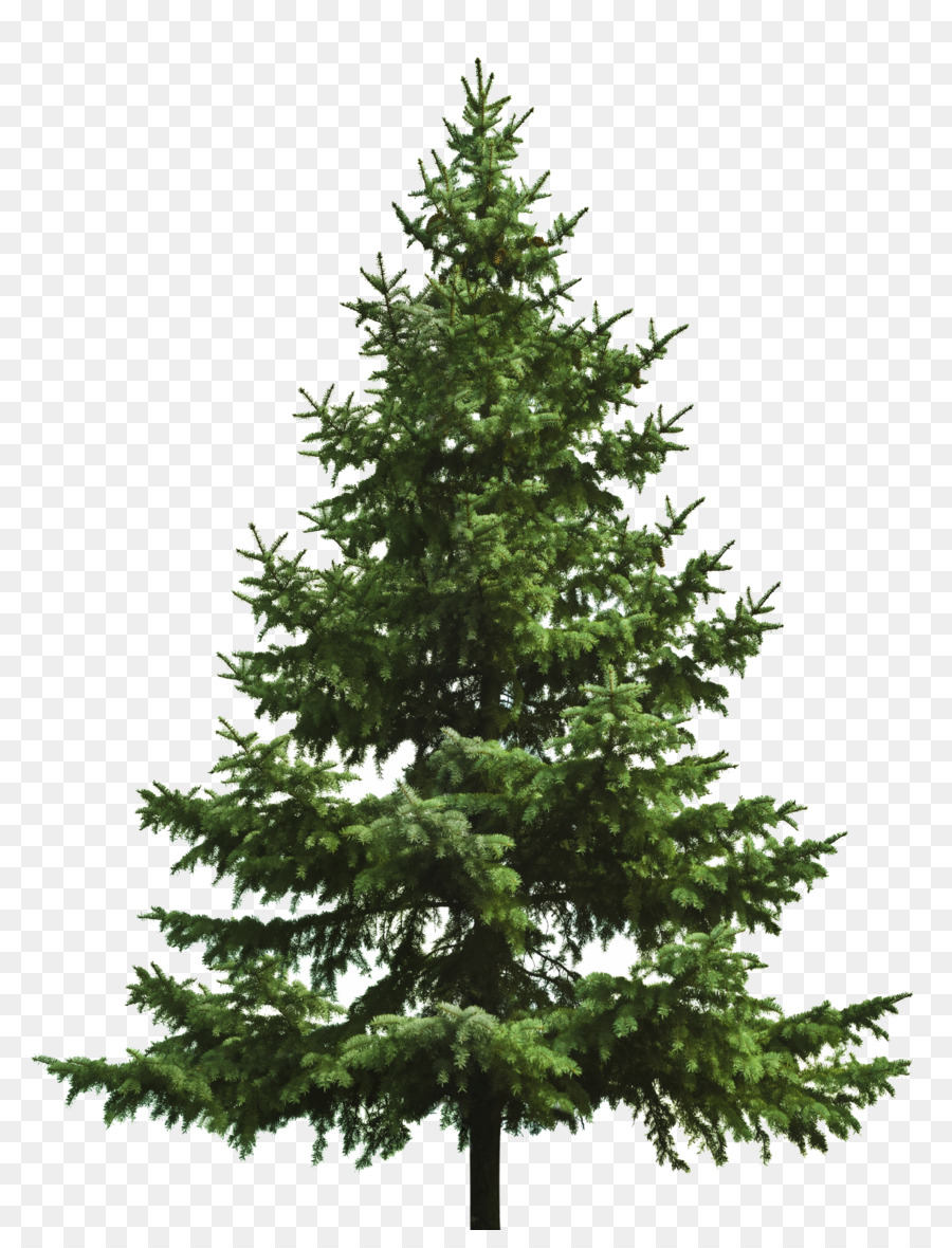 Christmas tree Fir - pine cone png download - 1219*1575 - Free Transparent Christmas Tree png Download.