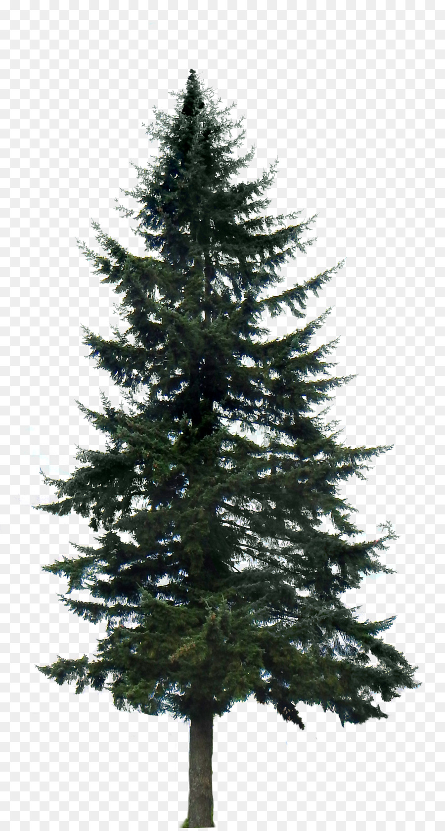 Western yellow pine Tree Clip art - fir-tree png download - 1653*3075 - Free Transparent Pine png Download.