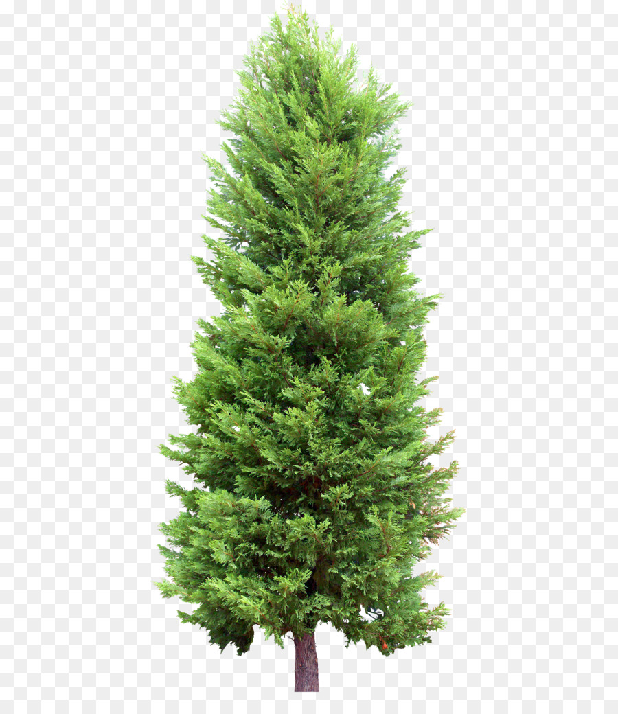 Fir Tree Pine Evergreen - tree png download - 477*1024 - Free Transparent Fir png Download.