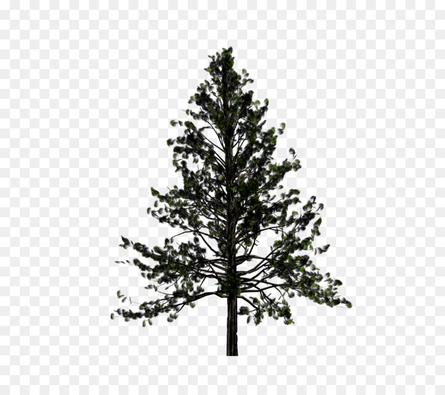 Portable Network Graphics Pine Transparency Tree Fir - tree png download - 600*800 - Free Transparent Pine png Download.