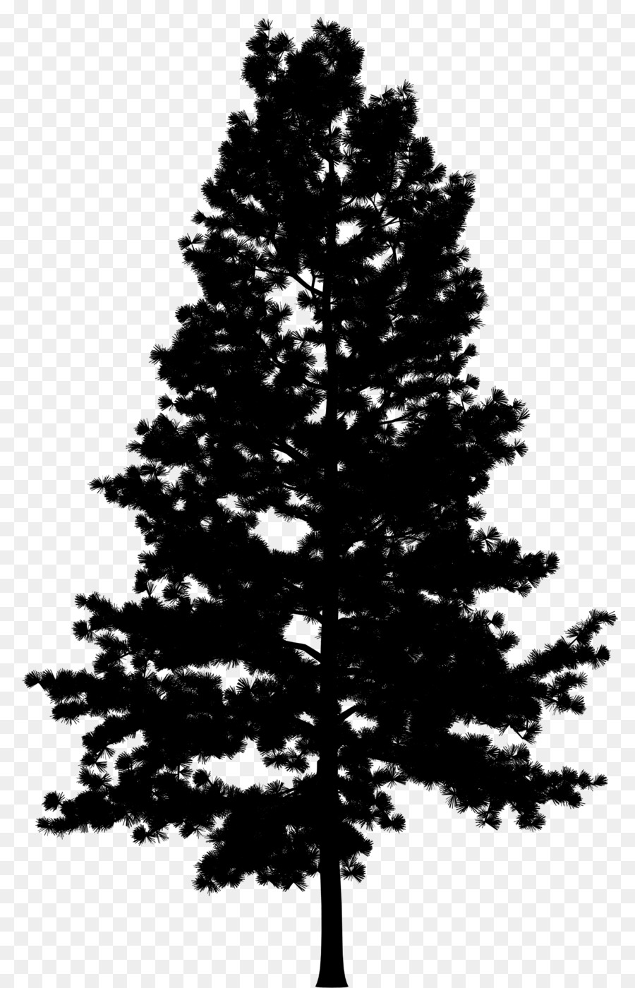 Pine Portable Network Graphics Vector graphics Tree Drawing -  png download - 1788*2781 - Free Transparent Pine png Download.