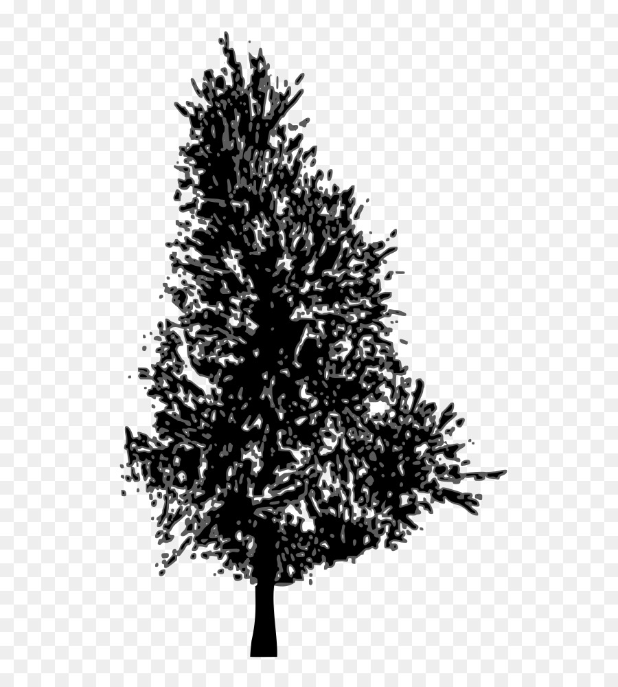 Pine Fir Spruce Tree - tree vector png download - 785*1000 - Free Transparent Pine png Download.