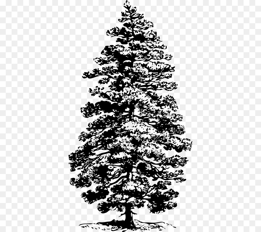 Ponderosa pine Tree Clip art - tree png download - 428*800 - Free Transparent Pine png Download.