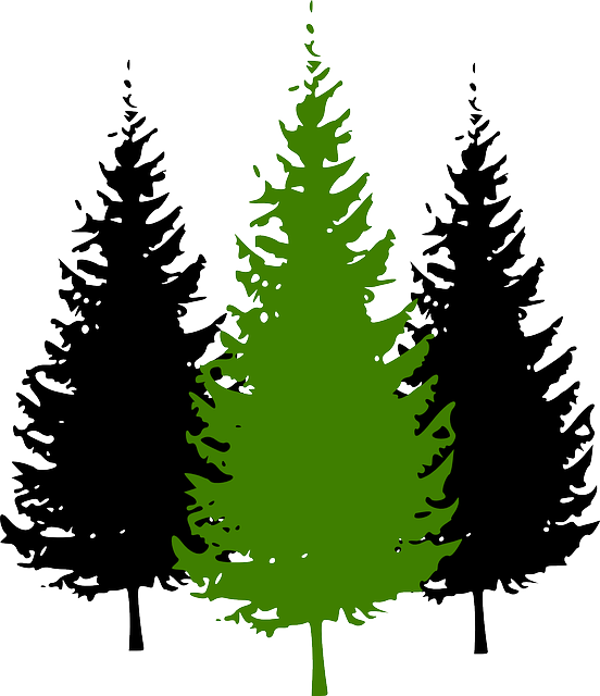 Pine Vector graphics Clip art Tree Fir - tree png download - 552*640 ...