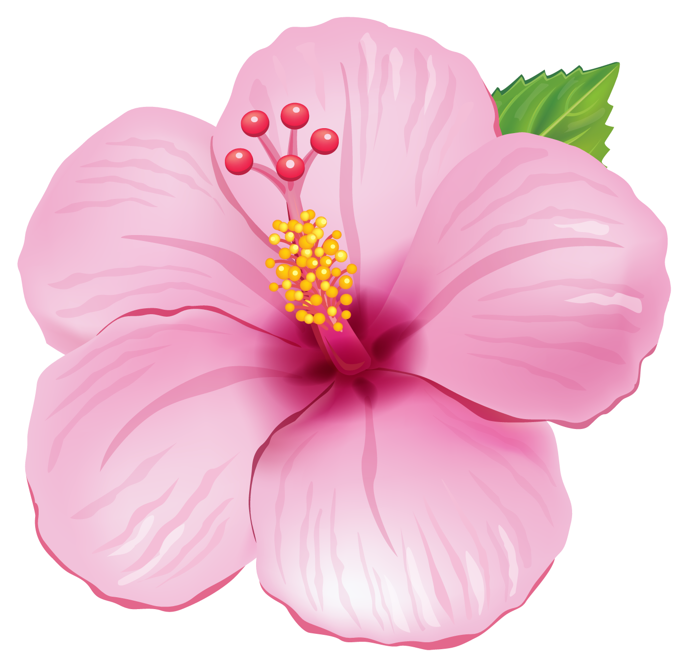 Красивые картинки цветов для детей. Гибискус розовый. Гавайский гибискус. Лепестки гибискуса. Цветочки на прозрачном фоне.