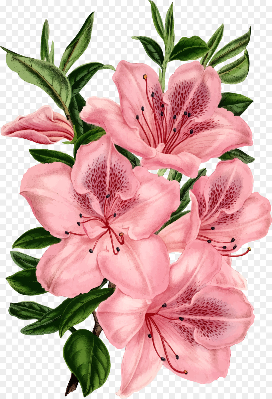 Drawing Pink flowers Clip art - flowers flowers border png download - 1638*2400 - Free Transparent Drawing png Download.