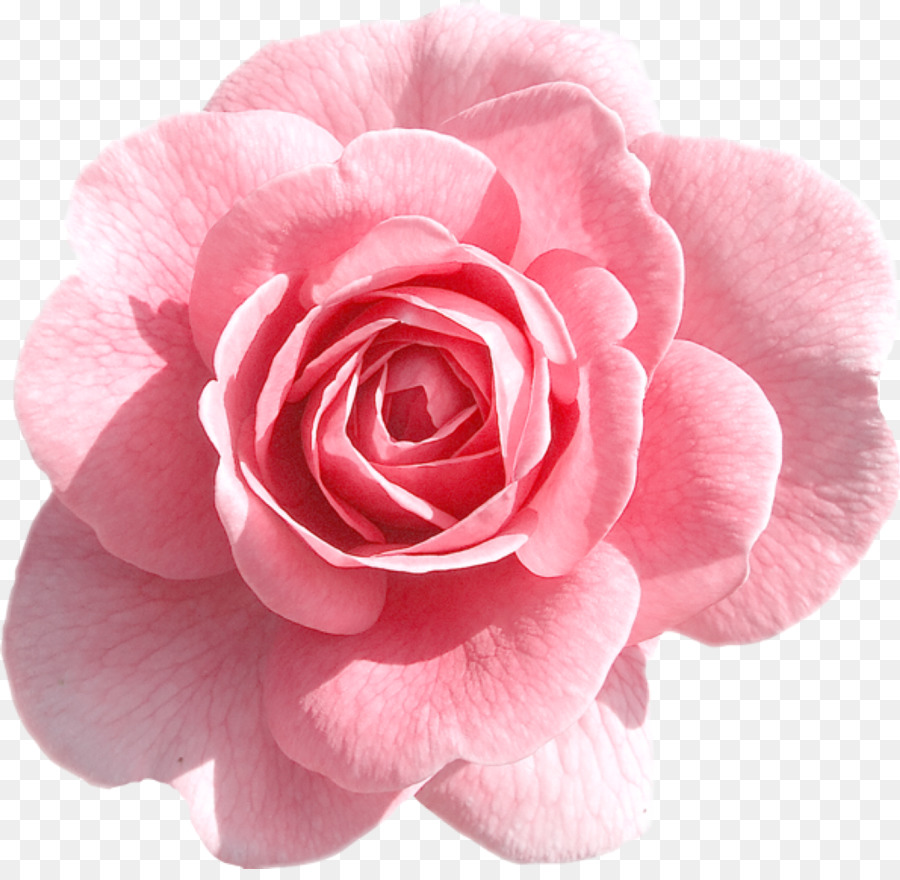 Clip art Portable Network Graphics Rose Transparency Pink flowers - rose png download - 1061*1024 - Free Transparent Rose png Download.