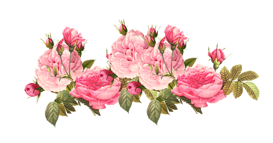 transparent pink flowers png
