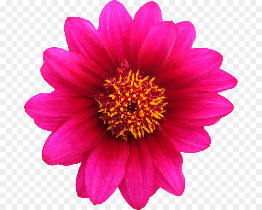 Pink flowers Rose stock.xchng - Gazania Transparent Background png download - 737*720 - Free Transparent Flower png Download.