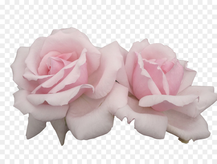 Pink flowers Pastel Rose - pastel png download - 1280*960 - Free Transparent Flower png Download.