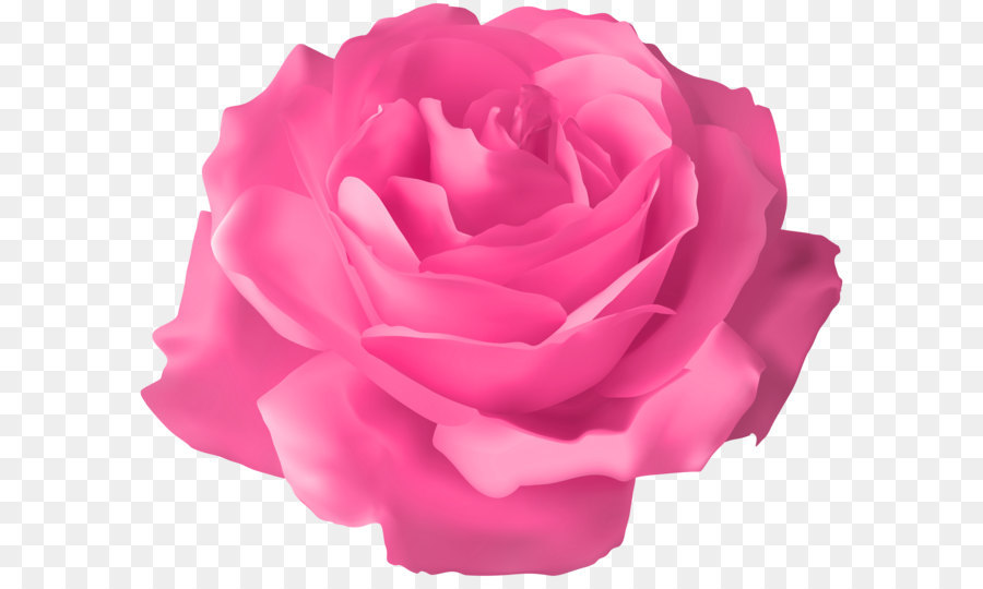 Pink Rose Transparent PNG Clip Art Image png download - 8000*6539 - Free Transparent Centifolia Roses png Download.