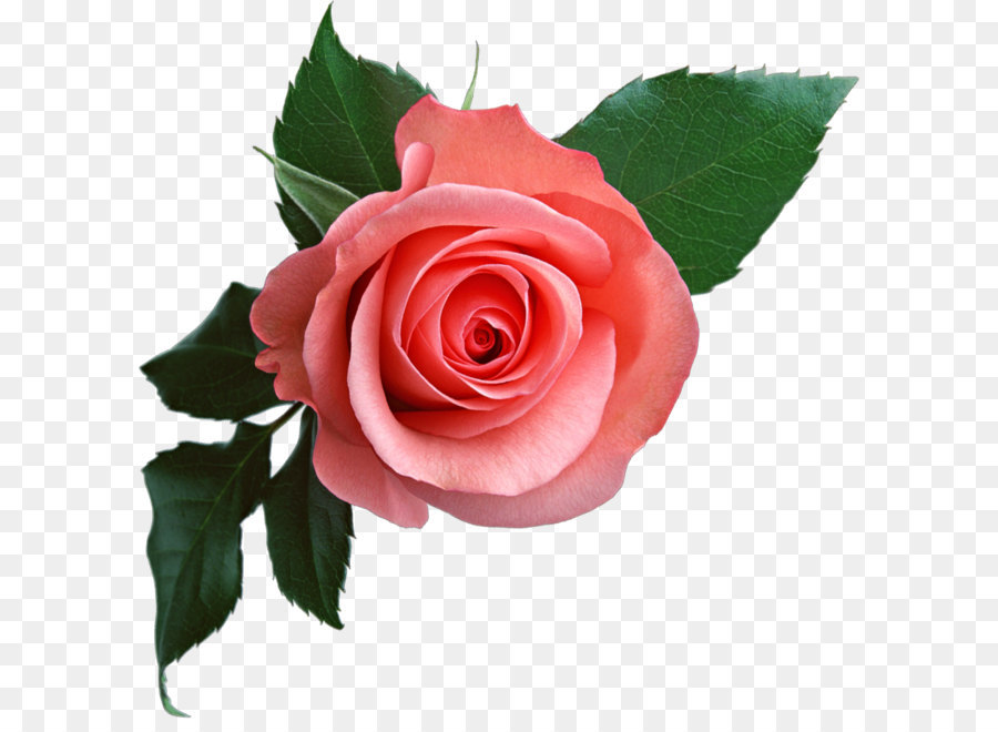 The Most Beautiful Flowers Clip art - Pink rose png image, free picture download png download - 909*906 - Free Transparent Rose png Download.