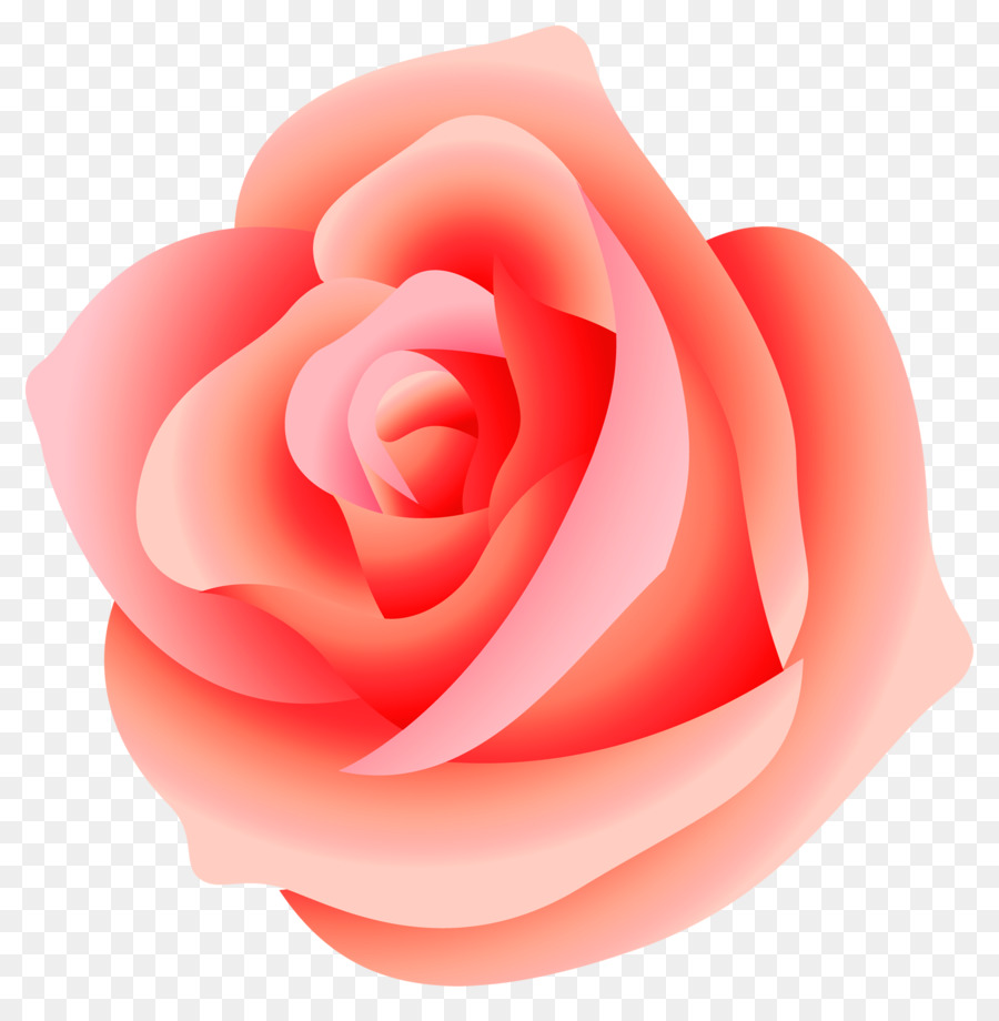 Rose Clip art - Pink Rose PNG Transparent png download - 2000*2021 - Free Transparent Rose png Download.