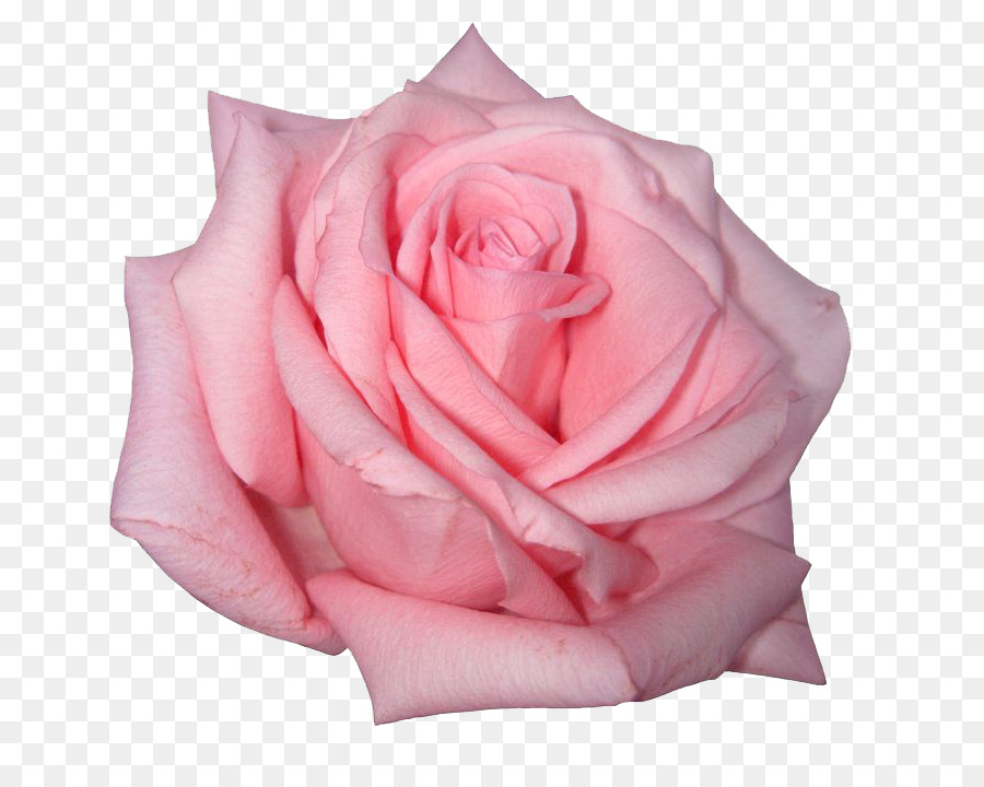 Rose Pink flowers Pink flowers - Pink Rose PNG Image png download - 736*706 - Free Transparent Rose png Download.