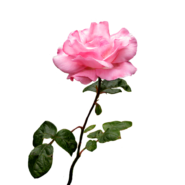 Rose Pink Flower Desktop Wallpaper Clip Art Pink Rose Png Download