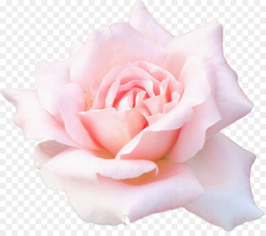 Desktop Wallpaper 1080p High-definition television - Cartoon Flowers  Flowers poster background,Pink roses png download - 2160*1890 - Free  Transparent Desktop Wallpaper png Download. - Clip Art Library