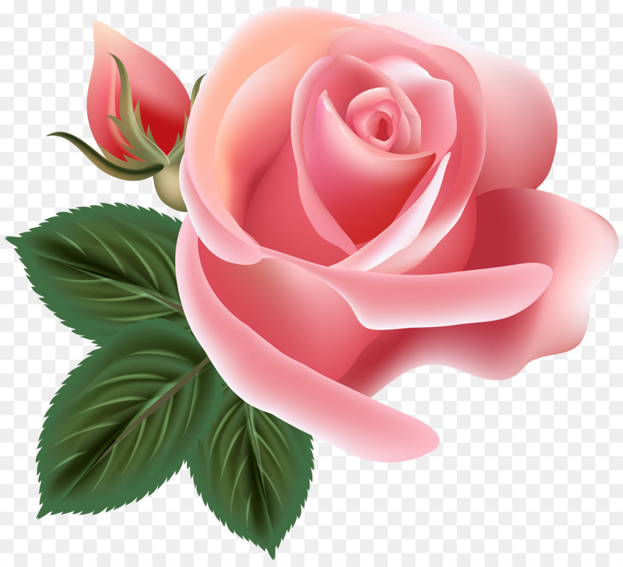 Centifolia roses Rosa chinensis Flower Pink - pink rose png download - 6000*5429 - Free Transparent Centifolia Roses png Download.