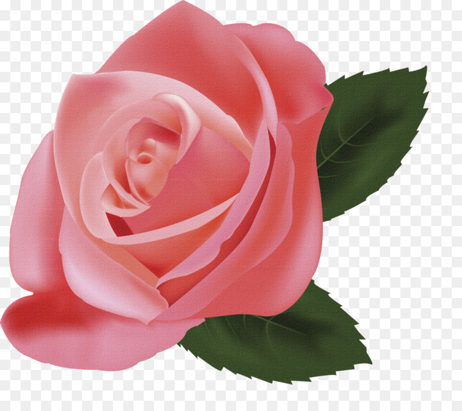Still Life: Pink Roses Illustration - rose png download - 1024*895 - Free Transparent Still Life Pink Roses png Download.