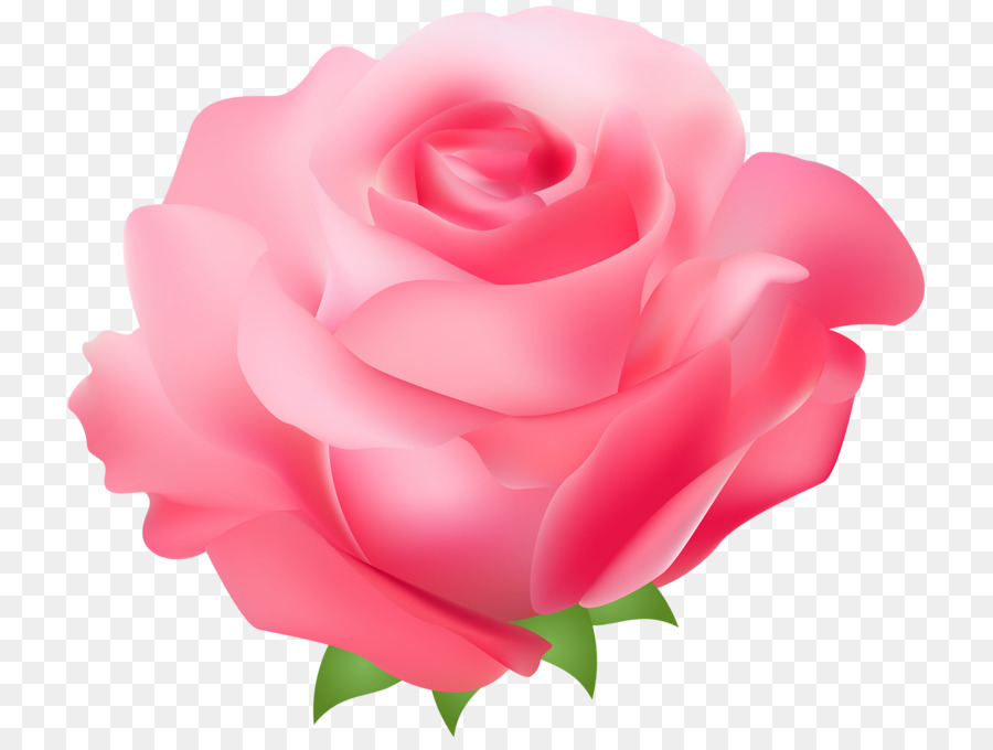 Rose Pink Free Clip art - Pink roses png download - 800*679 - Free Transparent Rose png Download.