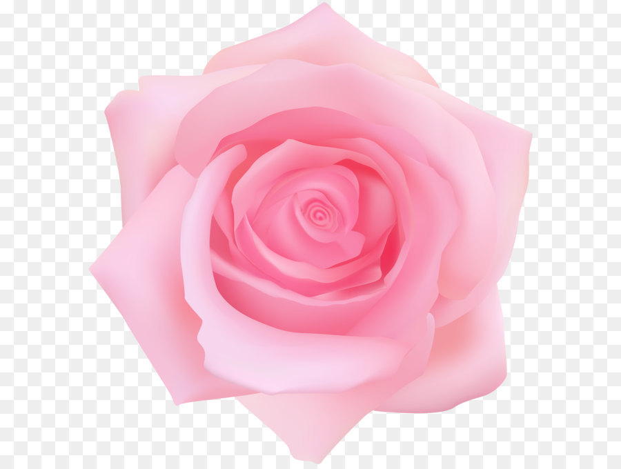 Garden roses Centifolia roses Clip art - Pink Rose Transparent Clip Art png download - 7689*8000 - Free Transparent Centifolia Roses png Download.