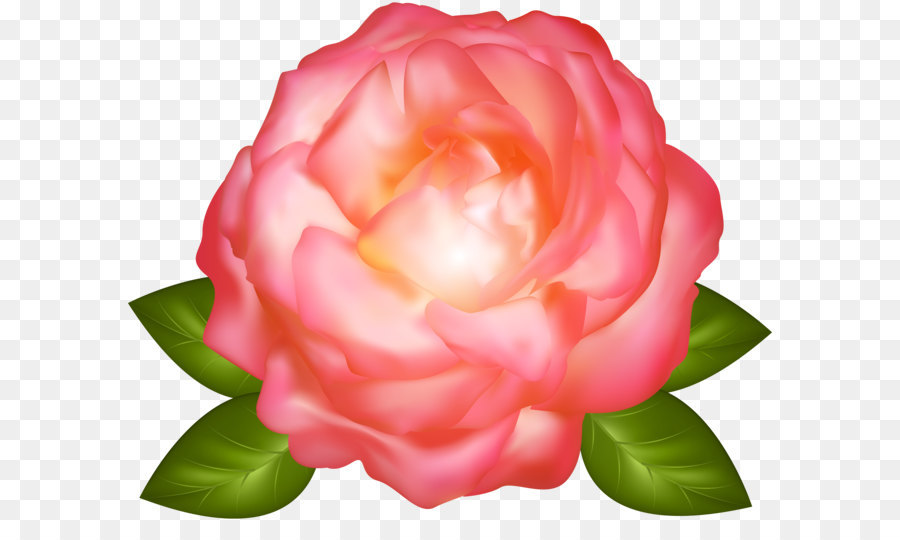 Garden roses Centifolia roses - Beautiful Pink Rose Transparent Clip Art Image png download - 5000*4007 - Free Transparent Centifolia Roses png Download.