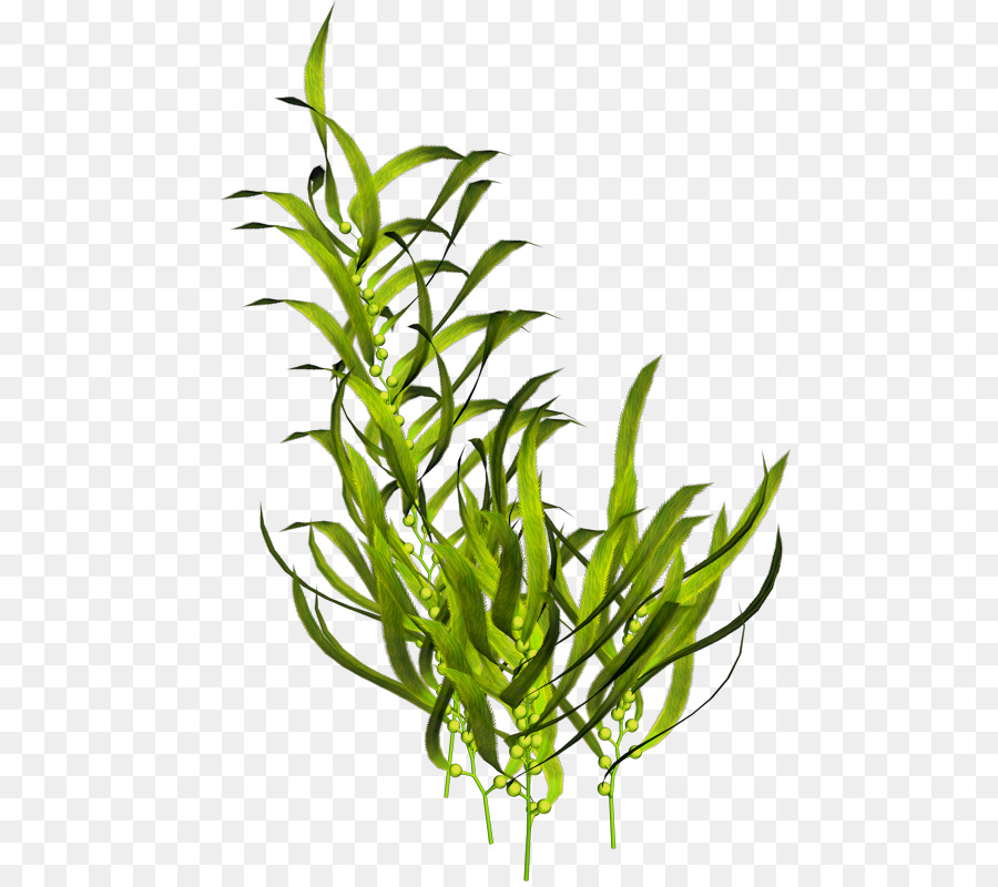 Seaweed Aquatic Plants Ocean - sea png download - 800*800 - Free Transparent Seaweed png Download.