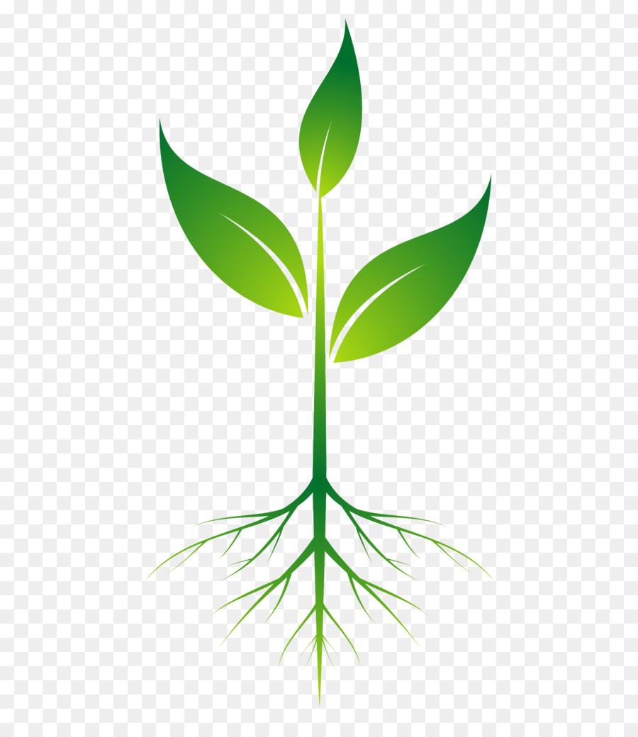 Root Plant Clip art - root png download - 2200*2500 - Free Transparent Root png Download.