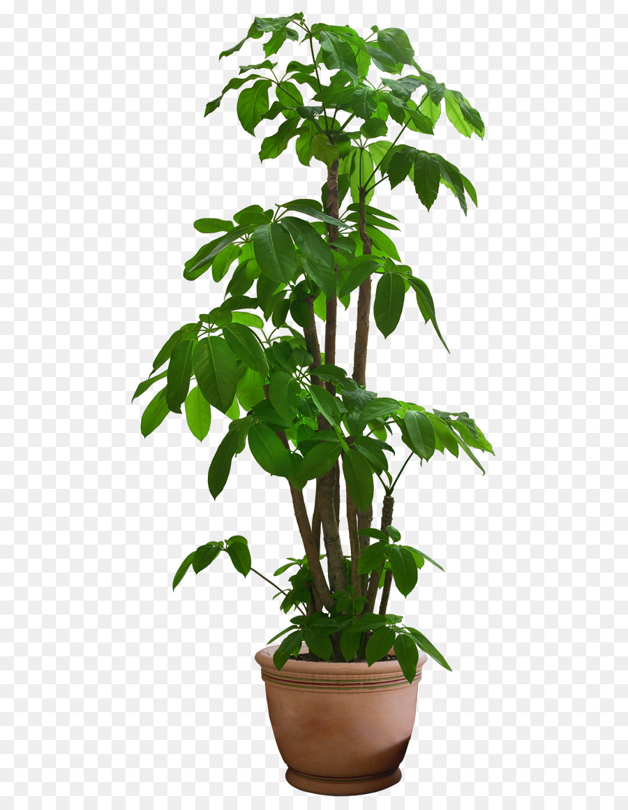 Free Plant Transparent Background, Download Free Plant Transparent  Background png images, Free ClipArts on Clipart Library