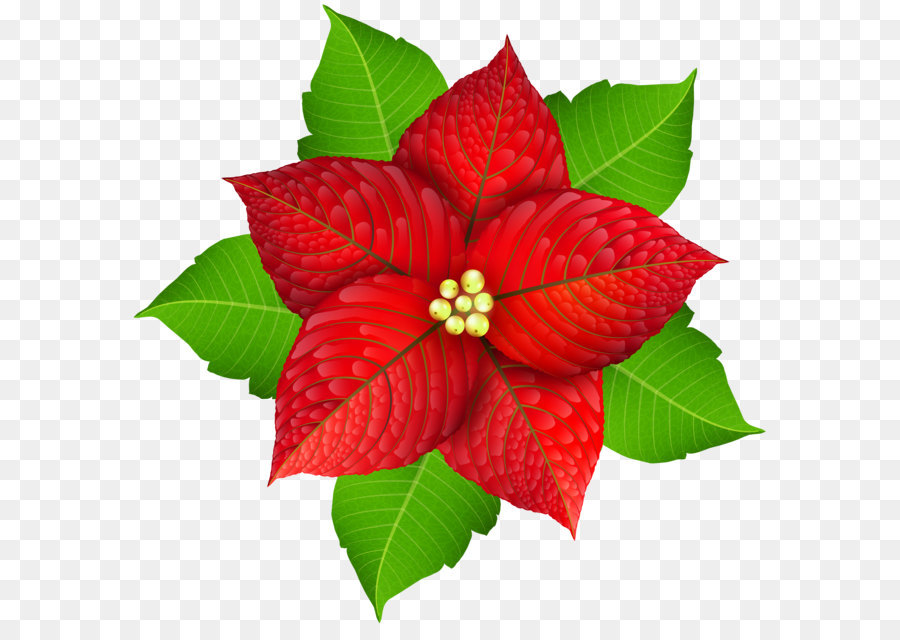 Poinsettia Christmas Clip art - Christmas Poinsettia Transparent PNG Image png download - 5000*4825 - Free Transparent Poinsettia png Download.