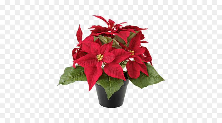Poinsettia Flower Christmas plants Rose - flower png download - 500*500 - Free Transparent Poinsettia png Download.