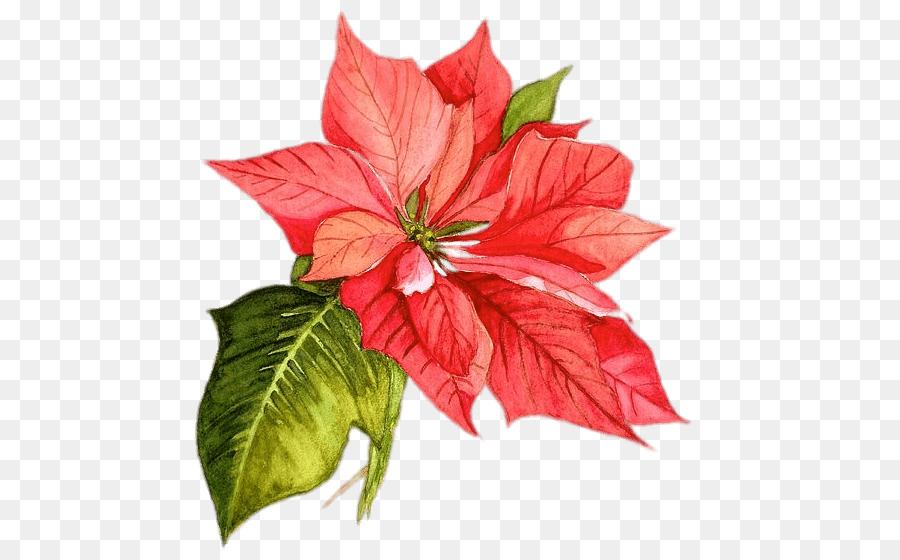 Poinsettia Christmas Watercolor painting Flower - christmas png download - 522*555 - Free Transparent Poinsettia png Download.